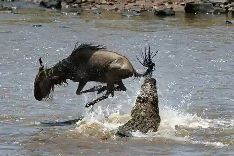 From Nairobi :3 days 2 nights Masai Mara Group 4WD Safari