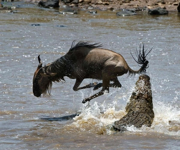 Da Nairobi: 3 giorni e 2 notti di safari di gruppo Masai Mara in fuoristrada