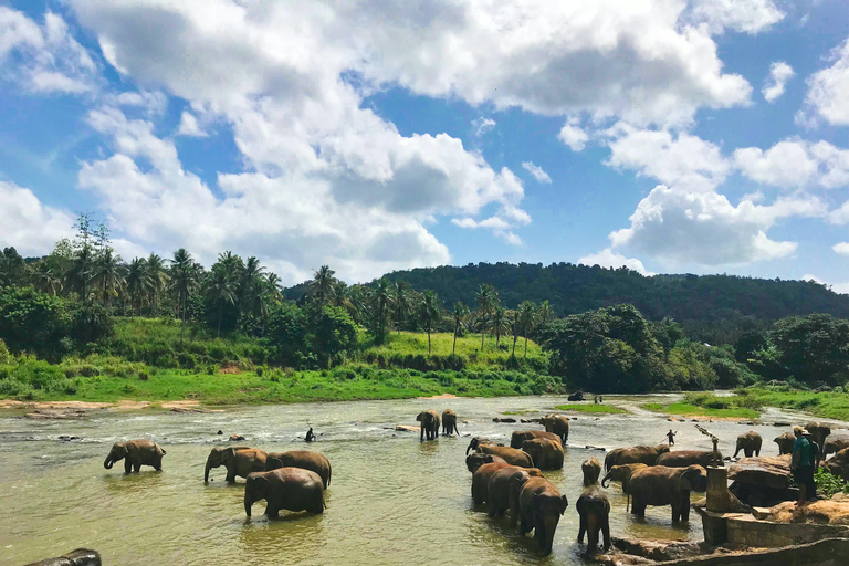 Tour di un giorno di Kandy Pinnawala da Bentota e KalutaraDa West Caost: Kandy pinnawala tour di un giorno