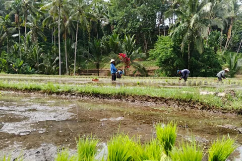 Bali: Highlight Custumized Private Car Charter Day Tour