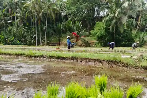 Bali: Tour privato di un giorno con auto a noleggio con i punti salienti