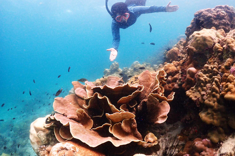 Experiência de dia inteiro de mergulho com snorkel saindo de BangkokDe Bangkok: Passeio de mergulho com snorkel na Baía de Samae Sarn com almoço
