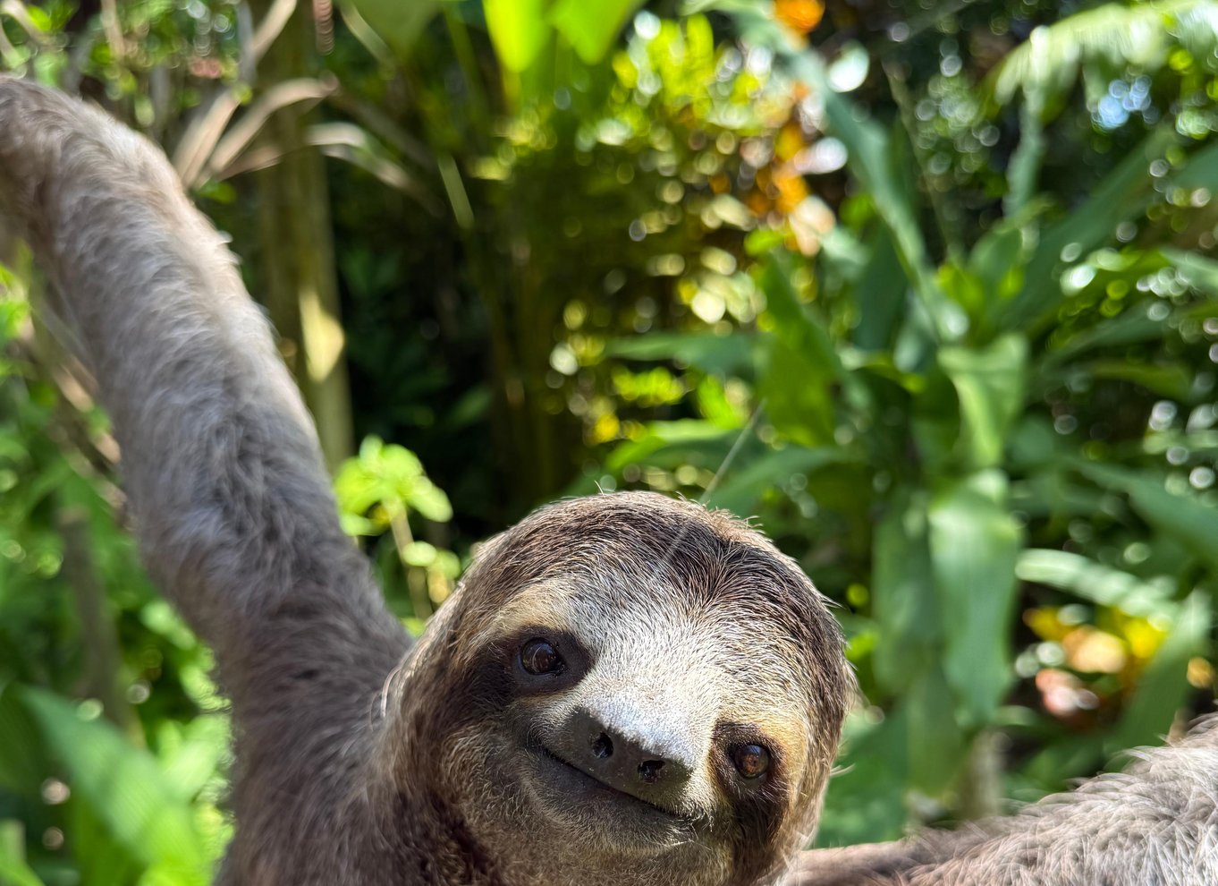 Manuel Antonio Nationalpark: Guidet tur med ENTRÉ INKLUDERET