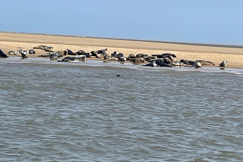 Lowestoft: Scroby Sands Seal Watching Trip Scroby Sands Seal Trip