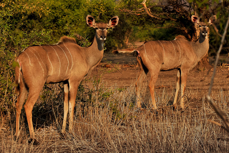 Victoria Falls: Chobe National Park Day Trip with Lunch