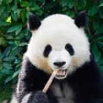 Shanghai: biglietto d'ingresso allo zoo di Shanghai con i panda