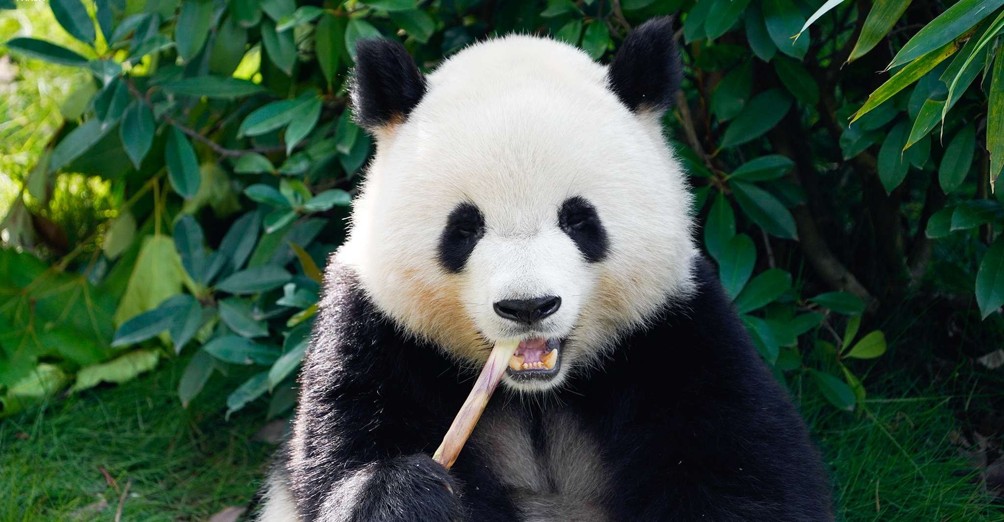 Shanghai: Shanghai Zoo Entry Ticket with Pandas photo 1