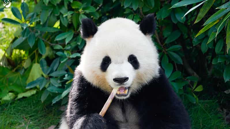 Shanghai: Shanghai Zoo Entry Ticket with Pandas