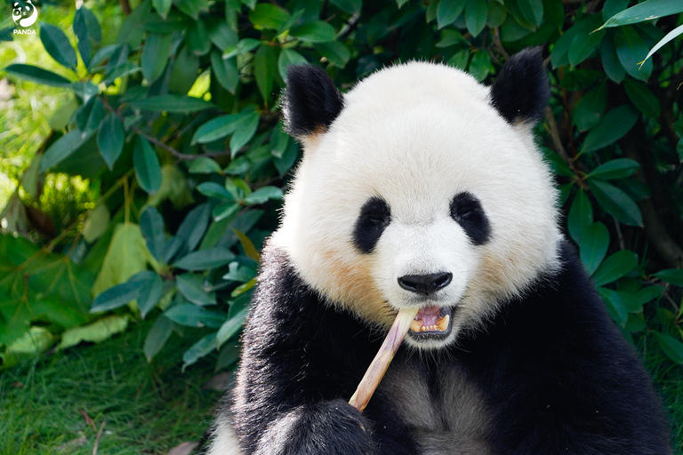 Shanghai: Shanghai Zoo Entry Ticket (Guide Optional) Shanghai Zoo Entry Ticket with English Tourguide