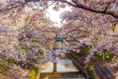 Nara Cherry Blossom Highlights Spring Day Tour from Osaka Shared Tour, Meet at Tsurutontan Soemoncho