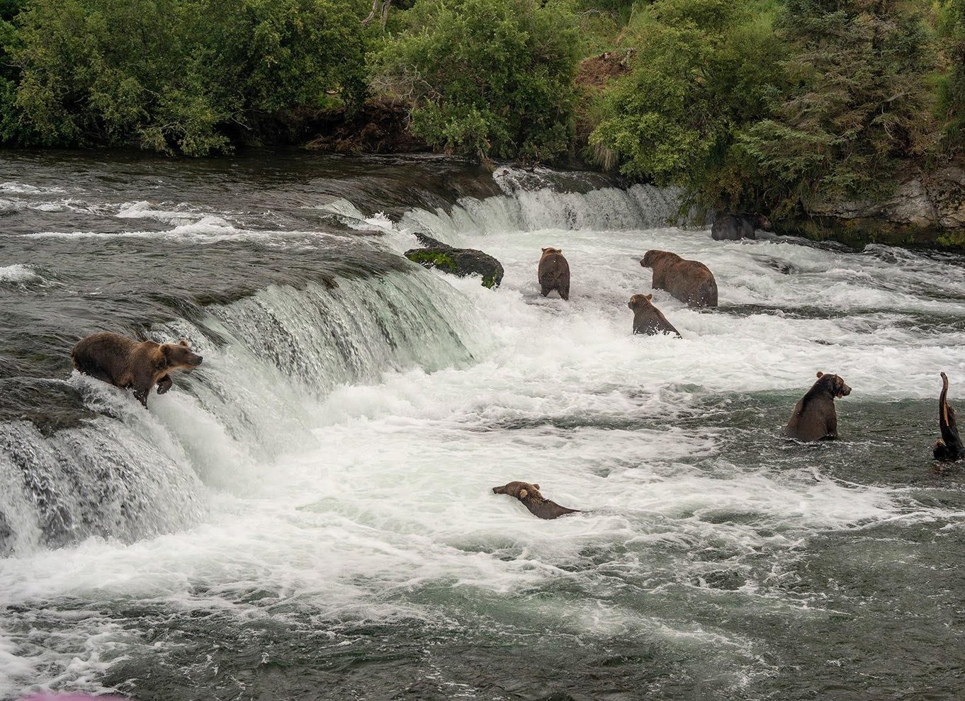 Brooks Falls: Katmai National Park Bear View fra vandfly