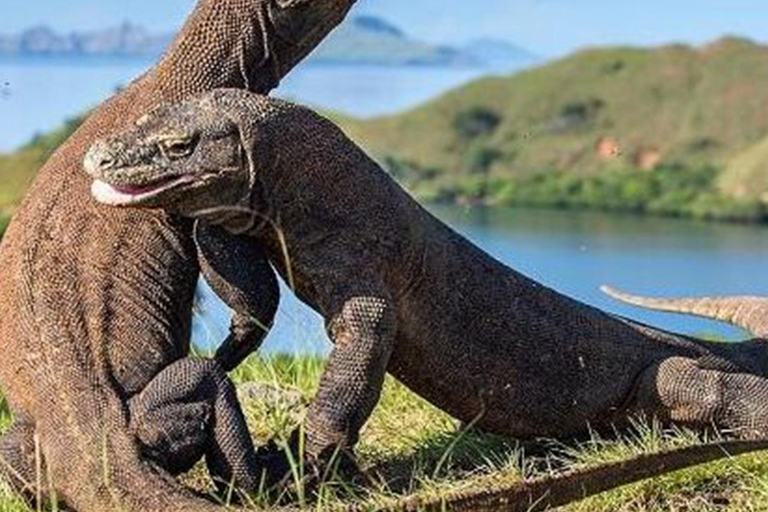 Labuan Bajo : Tour de um dia na Ilha de Komodo com guia localPasseio partilhado de barco lento em Labuan Bajo