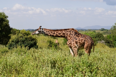 Arusha National Park Full-Day Safari