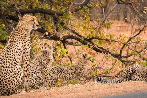 Lyxig Kruger nationalpark: Safari &amp; Panoramarutt