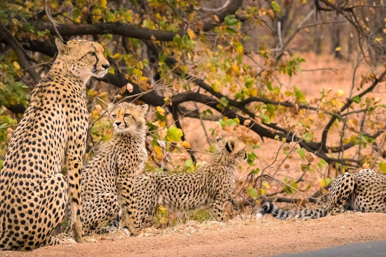 Parco Nazionale Kruger di lusso: Safari e itinerario panoramico