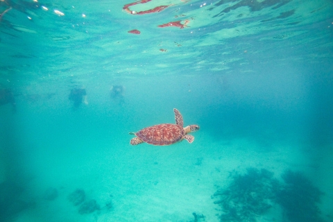 Baie d'Akumal : Cénotes et plongée en apnée avec les tortuesPrise en charge à Tulum