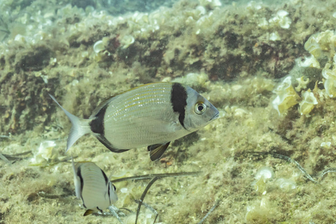 Budva: Scuba Double Dive Boat Trip for Certified Divers