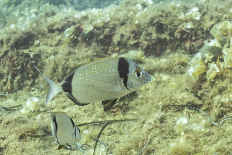 Budva: Scuba Double Dive Boat Trip for Certified Divers