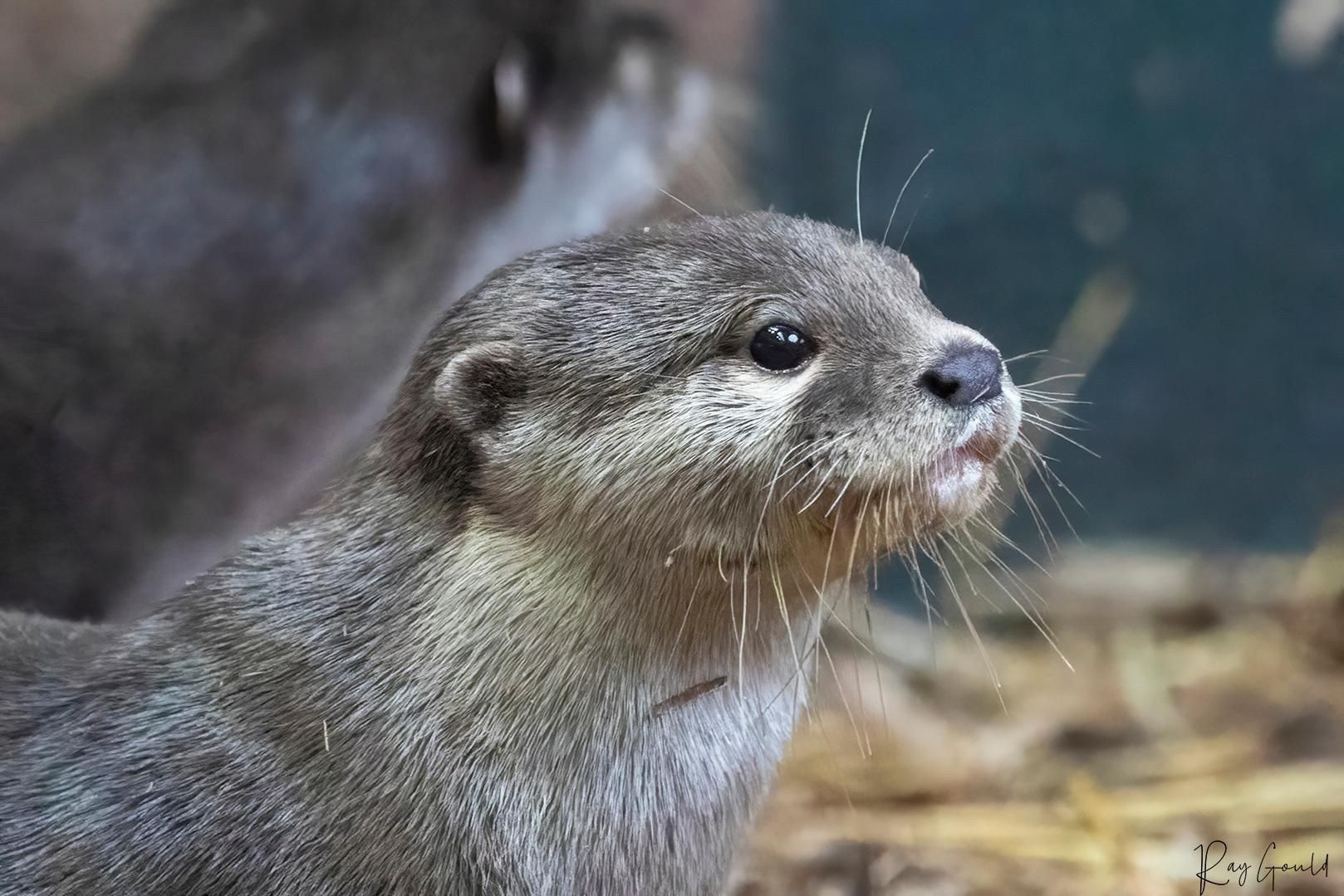 Lake District: Eintrittskarte für das Lakes Aquarium
