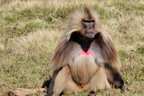 10 Days Northern Ethiopia’s Cultural & Geological Wonders