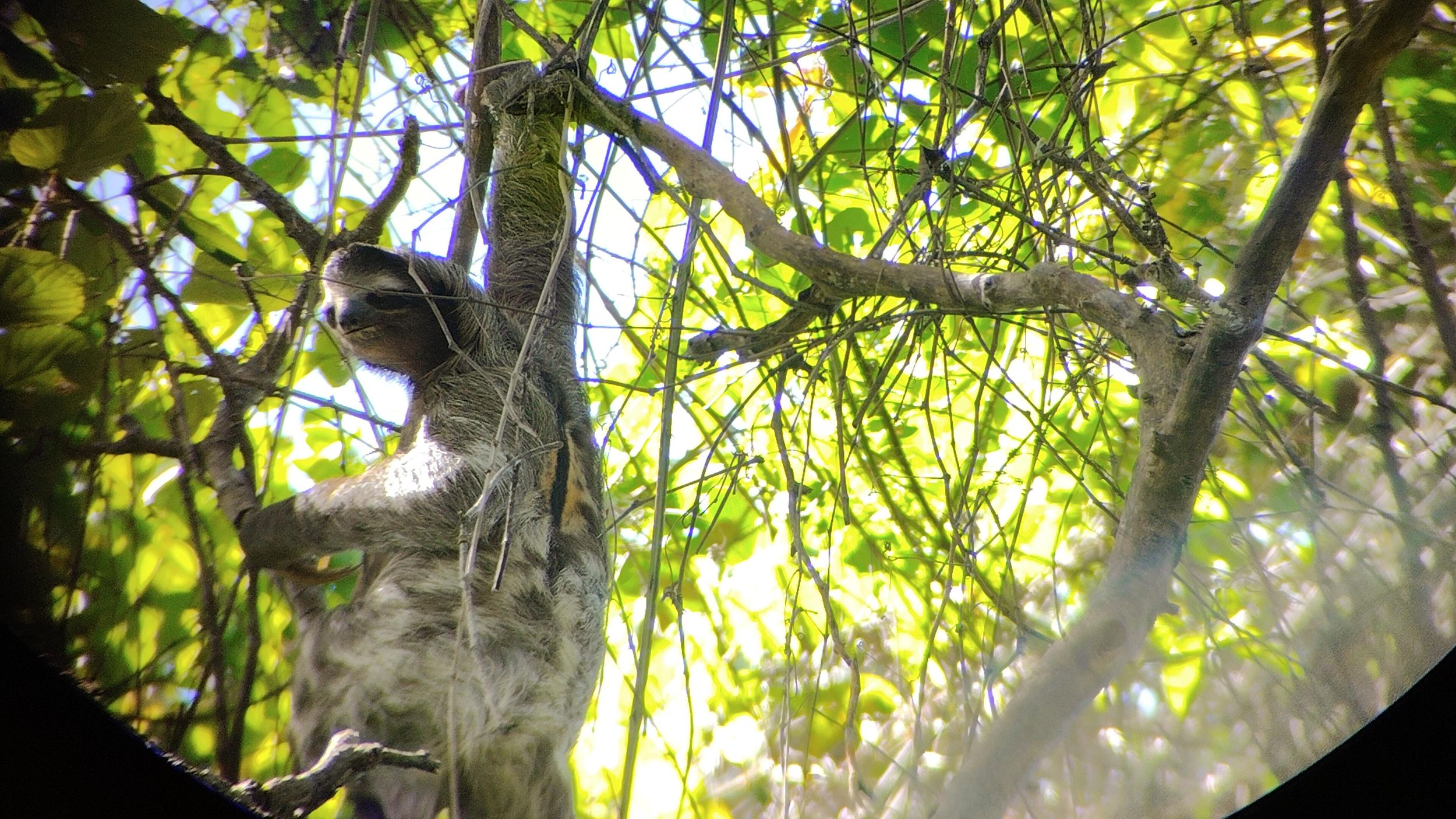 Puerto Limón: Cahuita-Nationalpark & Tortuguero-Kanal