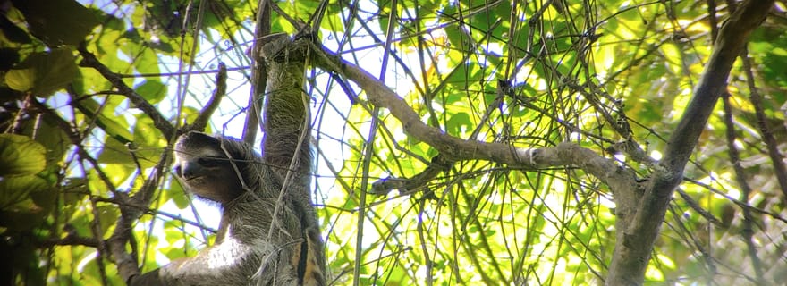 Puerto Limón : parc national de Cahuita et canal de Tortuguero