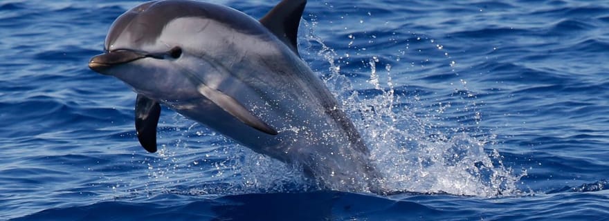 Lovina : observation des dauphins, balançoire et snorkeling