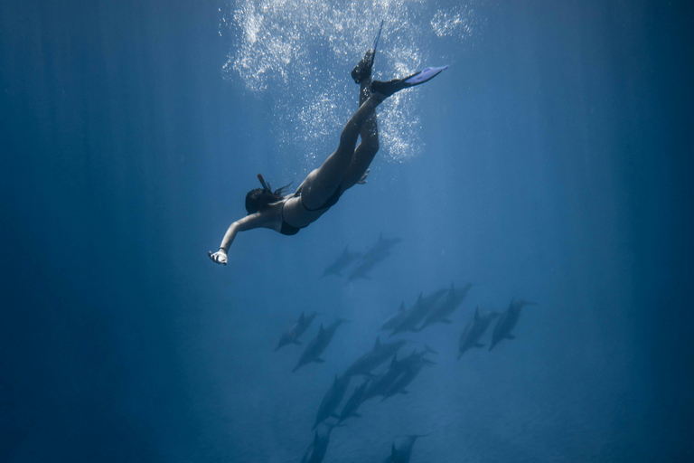 桑给巴尔：与海豚一起游泳，在珊瑚礁浮潜（以尊重的方式）桑给巴尔：与海豚同游，珊瑚浮潜（不含接送服务）