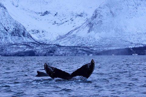 Tromsø: Orca and Whale Watching Heated Boat Trip Tromsø: Orca and Whale Watching comfort heated boat Trip