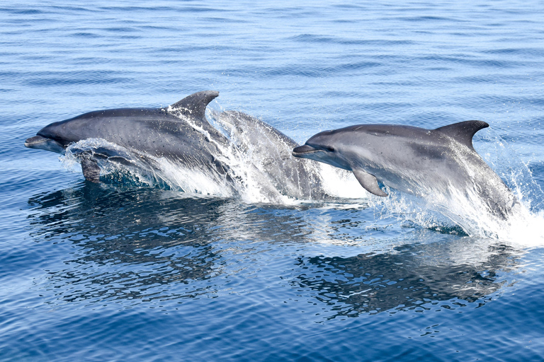 New: Into the Wild - 3H w/Marine Biologists - dolphins &more