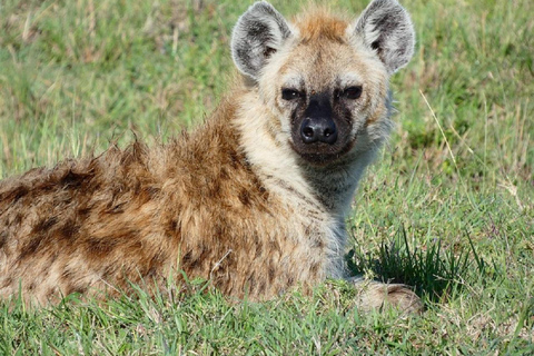 Da Nairobi: escursione al Parco Nazionale del Lago NakuruEscursione al Parco Nazionale del Lago Nakuru senza biglietto d&#039;ingresso