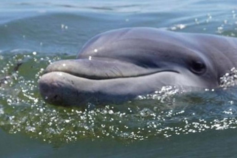 جزيرة هيلتون هيد آيلاند جولة نهاراً على متن قارب لمشاهدة الدلافينجزيرة هيلتون هيد: جولة بالقارب لم