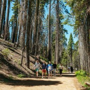 São Francisco: Parque Nacional de Yosemite e caminhada das sequóias gigantes