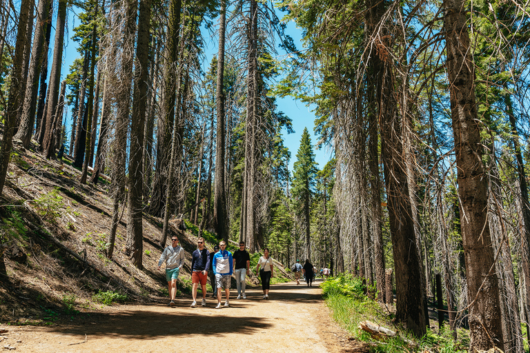 San Francisco: Yosemite National Park & Giant Sequoias Hike Shared Tour with French Audio Guide