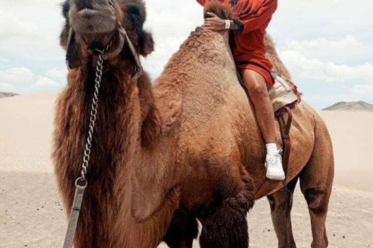 Lima: Ica Camel ride + Huacachina + "Adventure in the Desert" pool Lima: Ica Camel Ride + Huacachina + Swimming Pool "Adventure in the Desert"