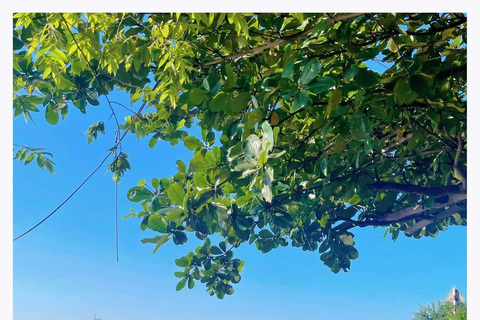 Tour della città di Da Nang: Son Tra, Passo di Hai Van, Ponte del DragoTour in auto privata