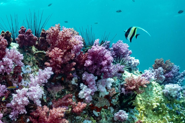 Koh Lipe: Try Scuba Diving One-day Experience