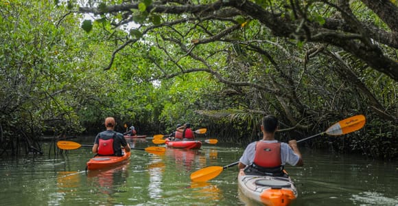 From Tagbilaran City/Panglao Island: Bohol Mangrove Kayaking
