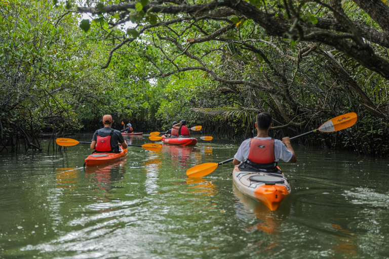 From Tagbilaran City/Panglao Island: Bohol Mangrove Kayaking