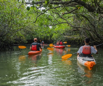 From Tagbilaran City/Panglao Island: Bohol Mangrove Kayaking