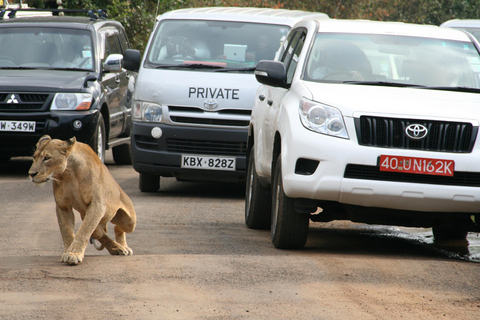 Halvdagsutflykt med guide till Nairobis nationalparkHalvdagsguidning till Nairobis nationalpark