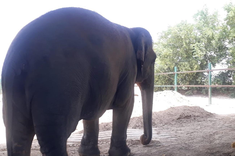 Jaipur: Amer fort, Hawa Mahal and Elefantastic Jaipur Tour