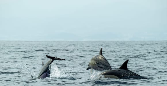 Giardini Naxos Taormina: Dolphin Watching Sunset Tour