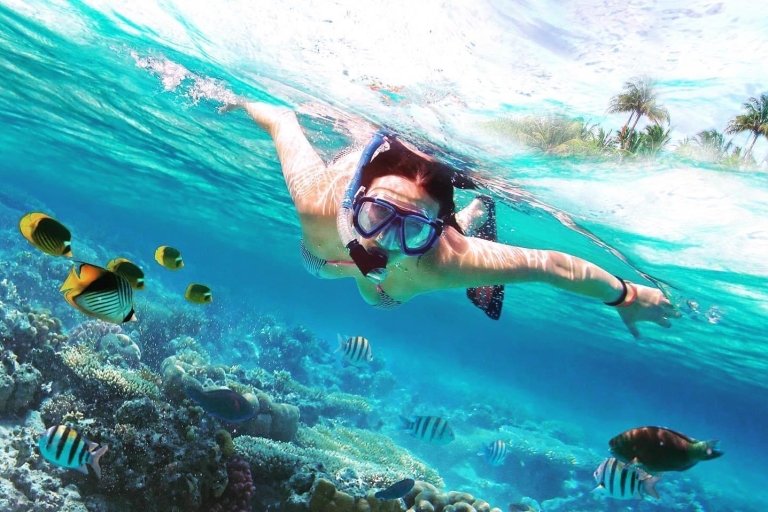 Discover Catalina Island - Snorkelling, Open Buffet & Drinks