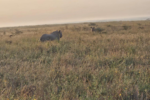 Parc national de Nairobi : promenade nocturne avec prise en charge gratuite