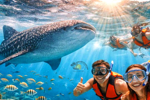 From Zanzibar: Mafia island Whale Shark Adventure Day Trip