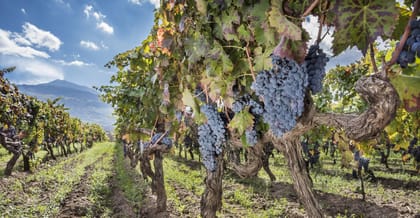 Private Mount Etna Excursion and Wine Tasting