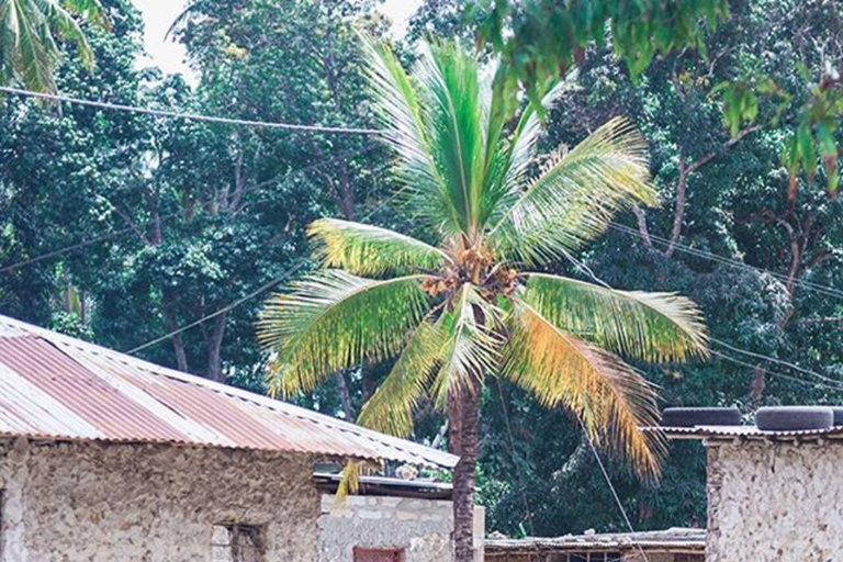 Uzi Island Mangrove Canoeing & Village Tour with Local Lunch Private Tour with Transfer and All Entry Fees Included