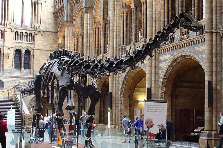 Natural Museum: Diplodocus, Volcanoes, Whale, and Gems