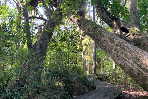 Auckland: Urban Rainforest Half-Day Small Group Walking Tour
